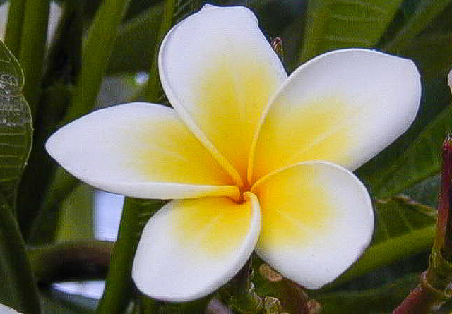 frangipani