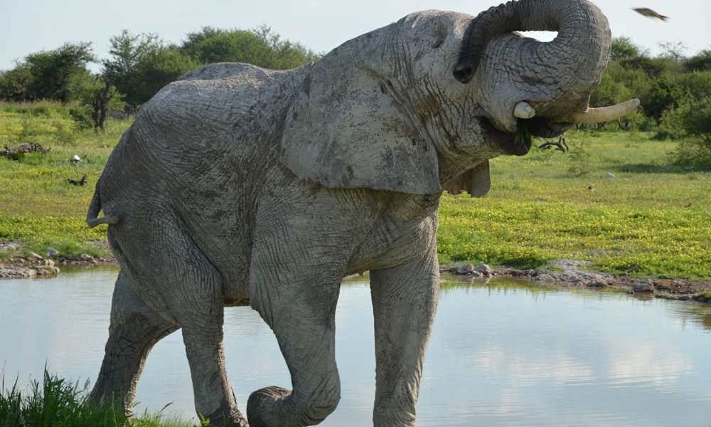 Suedafrika-Elefant