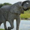Suedafrika-Elefant