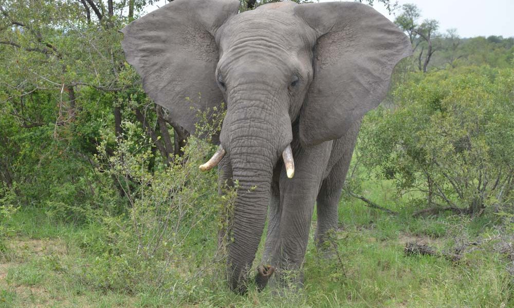 Suedafrika-Elefant-Frontal