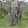 Suedafrika-Elefant-Frontal
