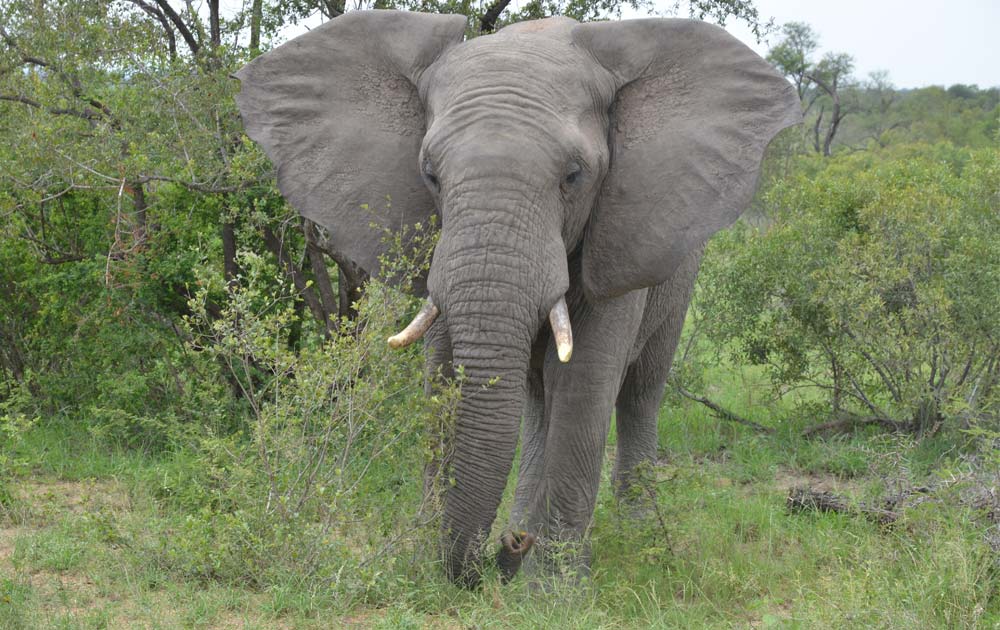 Suedafrika-Elefant-Frontal