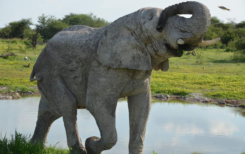 Suedafrika-Elefant