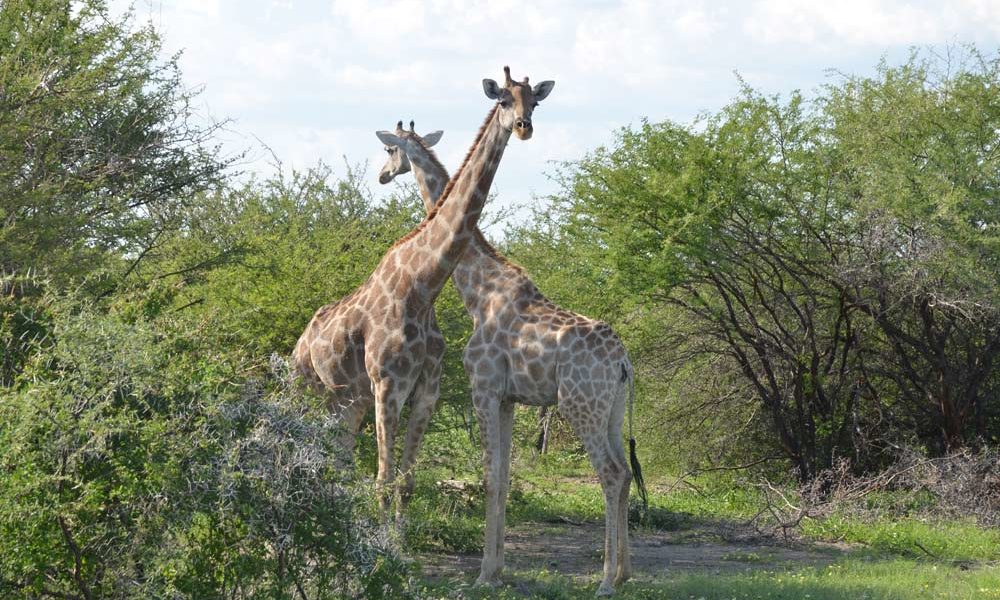 Suedafrika-Giraffenduell