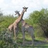 Suedafrika-Giraffenduell