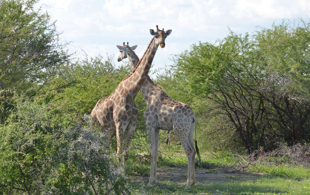 Suedafrika-Giraffenduell