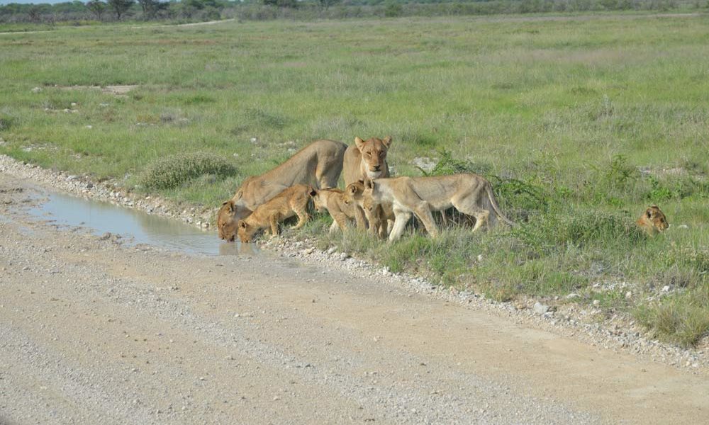 Suedafrika-Loewenfamilie