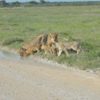 Suedafrika-Loewenfamilie