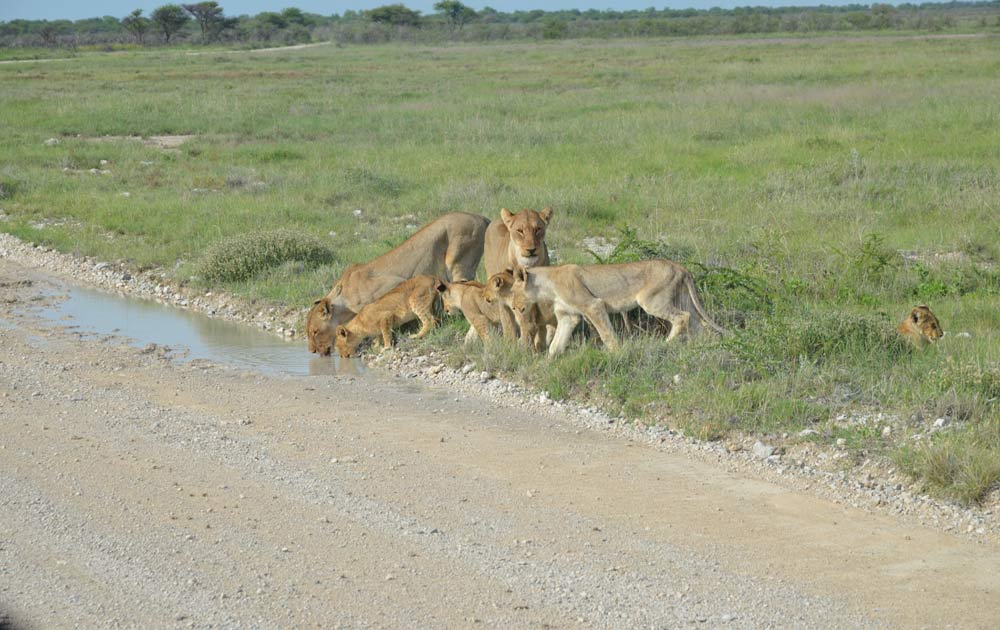 Suedafrika-Loewenfamilie