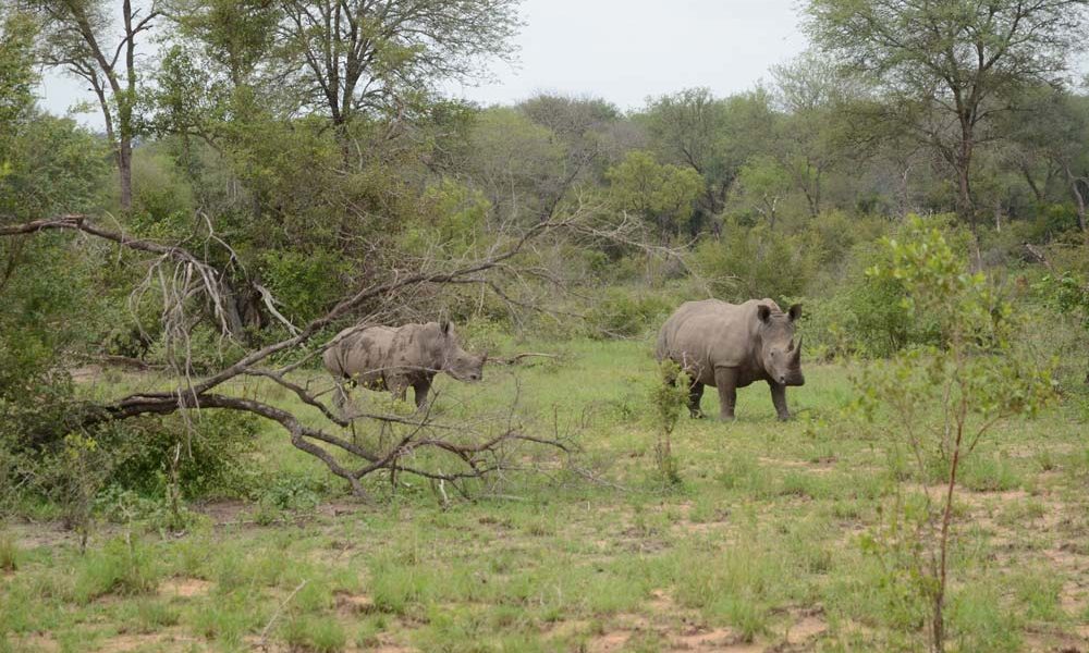 Suedafrika-Nashoerner
