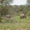 Suedafrika-Nashoerner