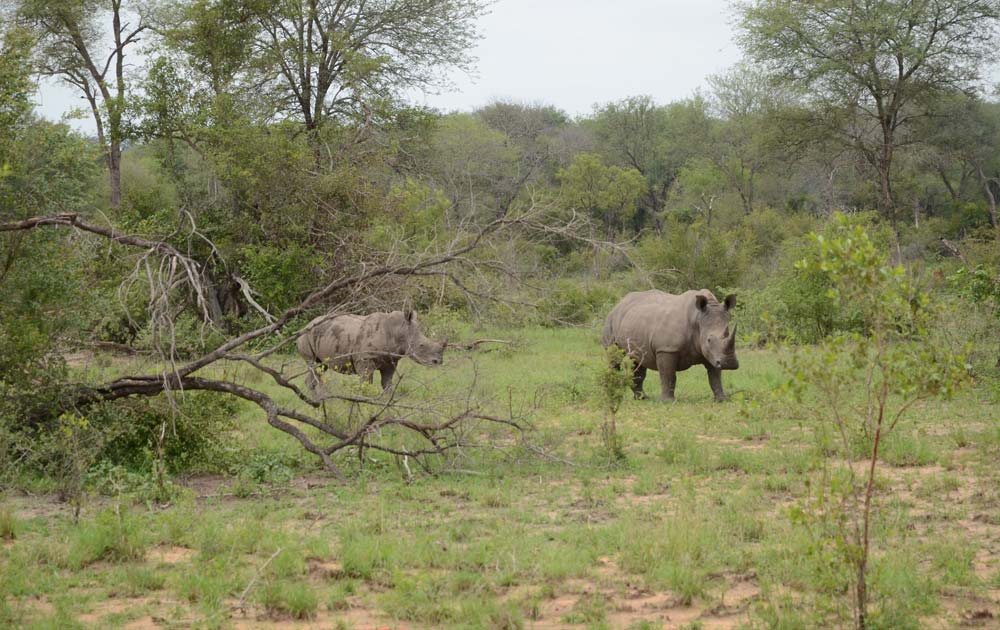 Suedafrika-Nashoerner