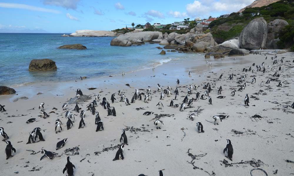 Suedafrika-Pinguine