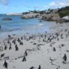 Suedafrika-Pinguine