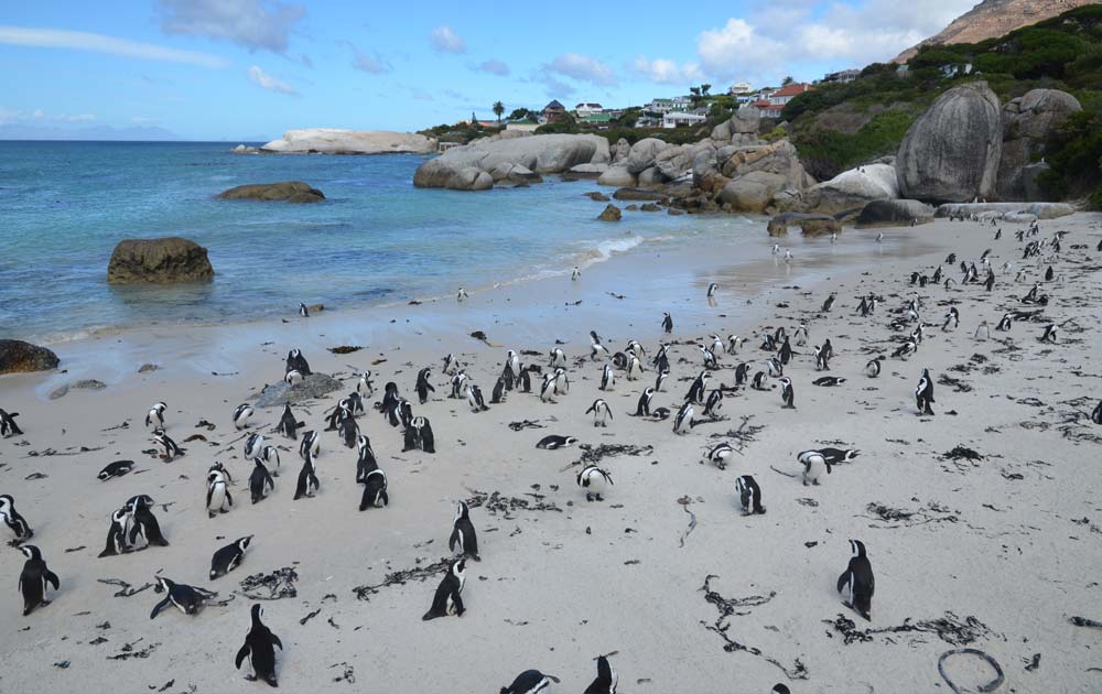 Suedafrika-Pinguine