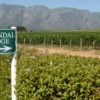 Suedafrika-Weinberg