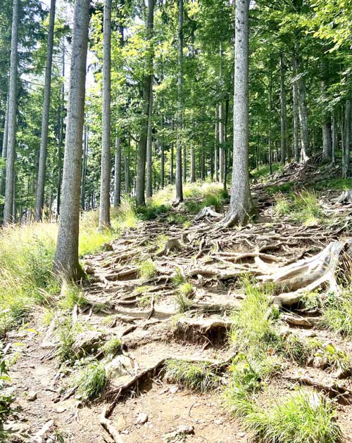 Wurzelweg