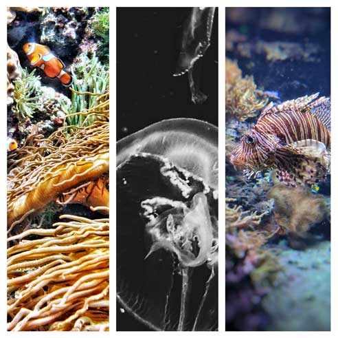 Oceanium