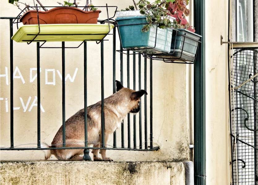 Balkon mit Hund