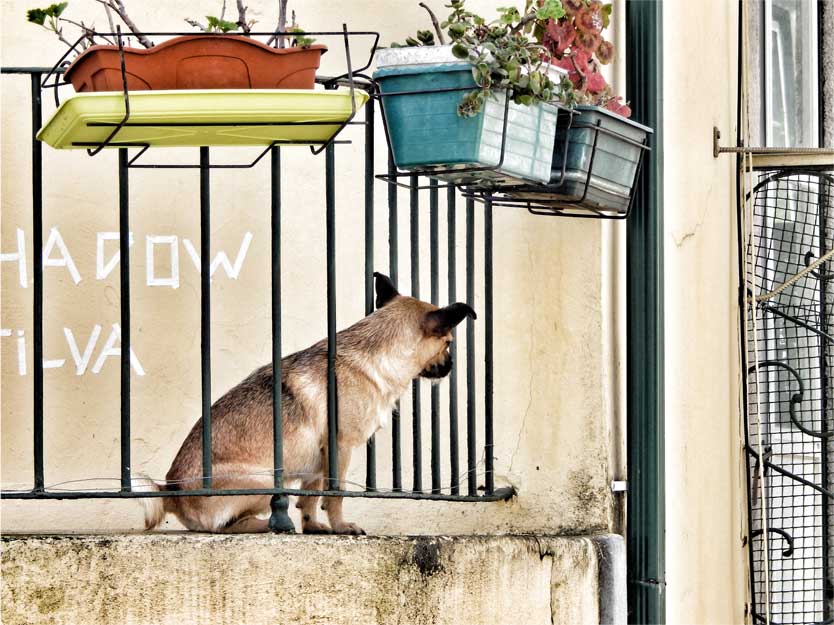Balkon mit Hund